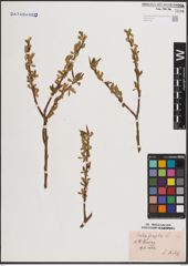 Foto von Salix fragilis L.